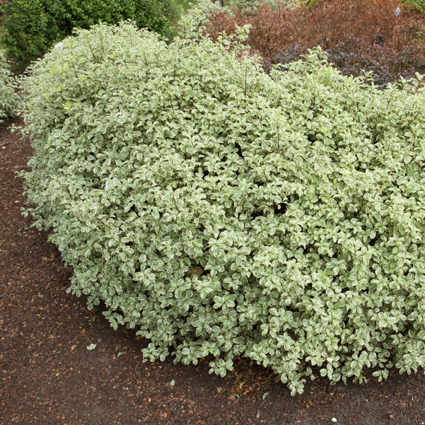 Australische bonte Laurier - Wintergroene heesters - Bakker