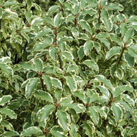 Australische bonte Laurier - Pittosporum tenuifolium variegatum - Groenblijvende heesters
