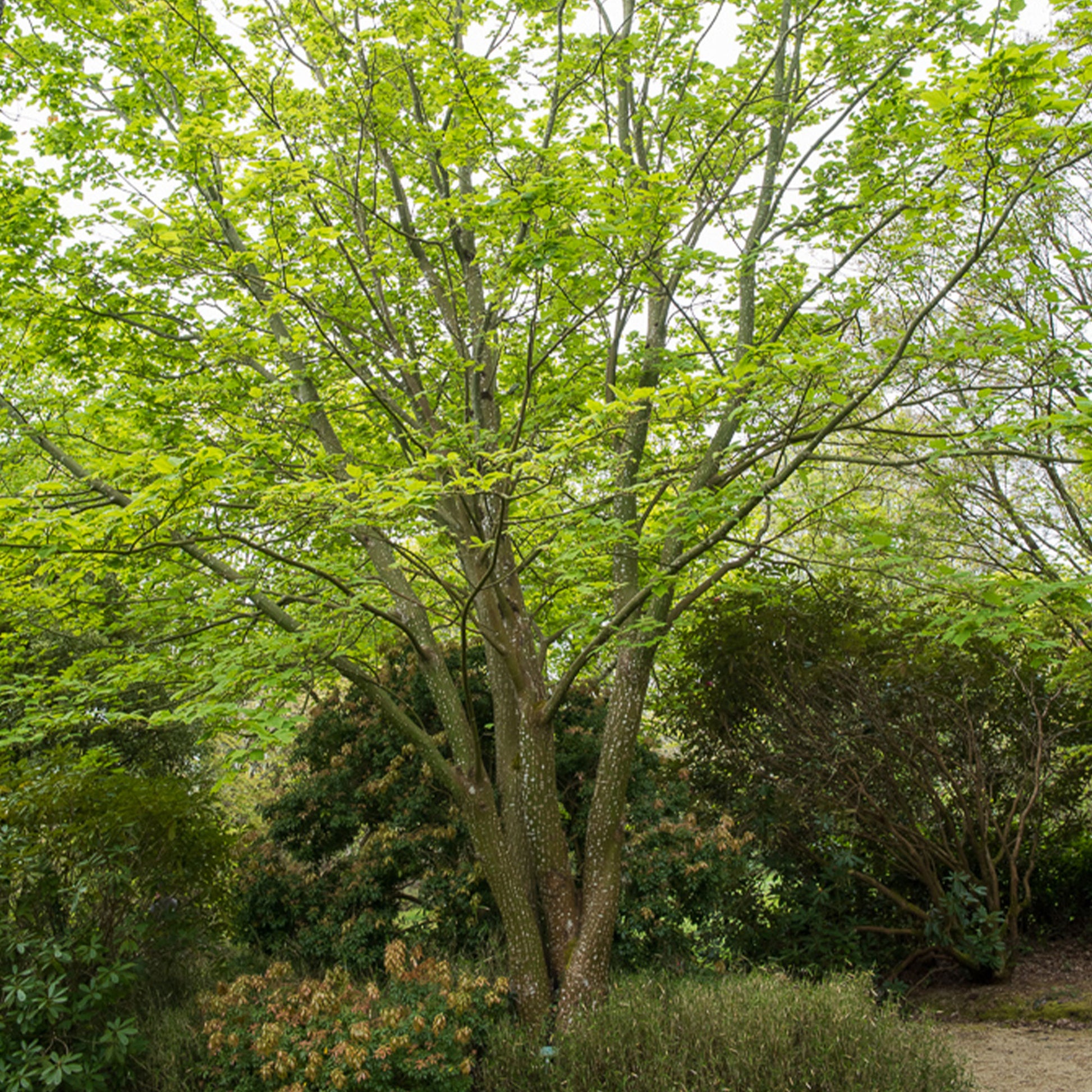 Slangehuid Esdoorn - Bakker