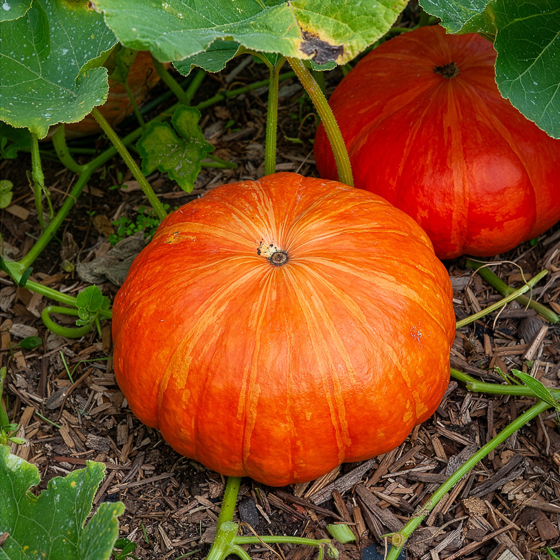 Cucurbita maxima - Pompoen 'Etampes' - Moestuinplanten
