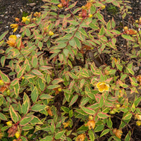 Bonte Hertshooi - Hypericum x moserianum 'tricolor' - Bakker