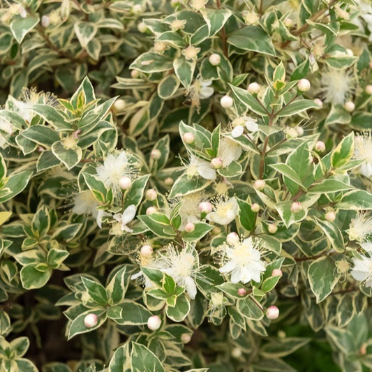 Bonte Mirte - Myrtus communis 'variegata' - Terras- en balkonplanten