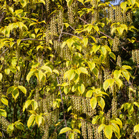 Staartaar - Stachyurus chinensis Joy Forever - Bakker