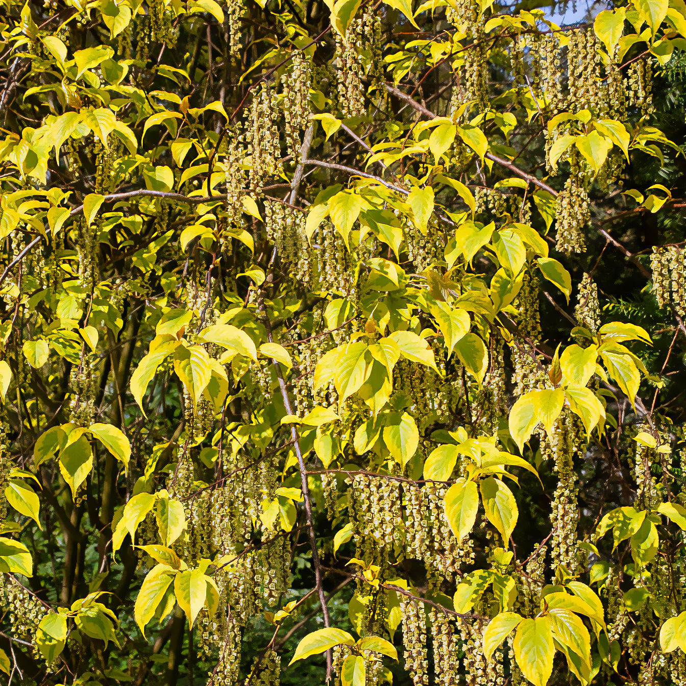 Staartaar - Stachyurus chinensis Joy Forever - Bakker