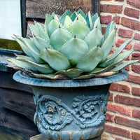 Agave parryi - Agave Parryi - Bakker