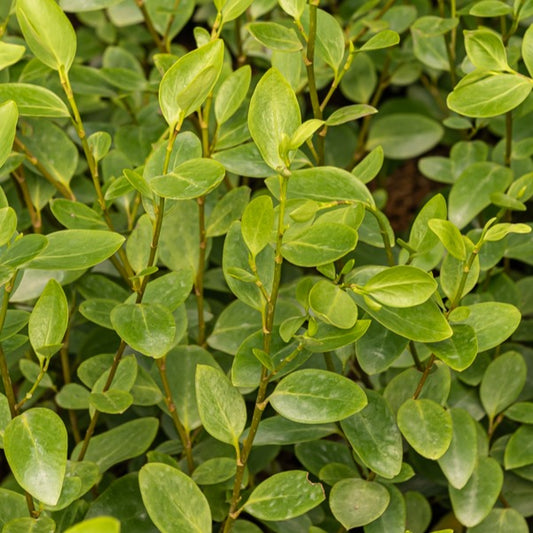 Griselinia 'Lucida' (x3) - Bakker