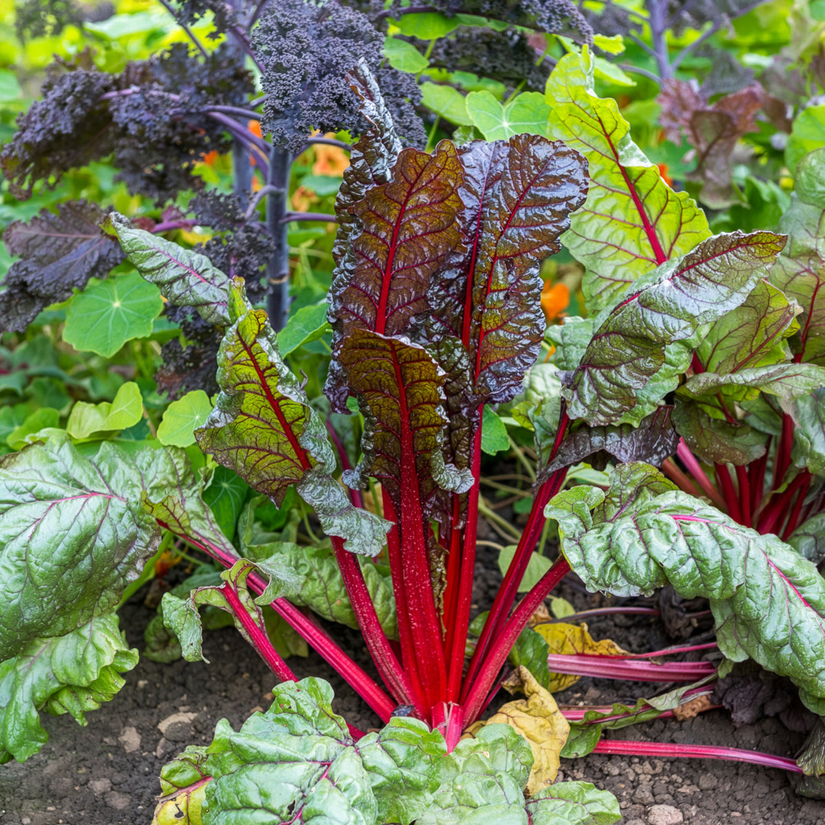 Snijbiet 'Rhubarb Chard'