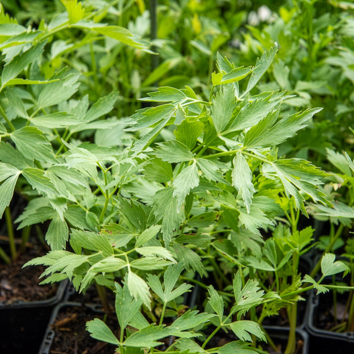 Lavas - BIO - Levisticum officinalis - Bakker