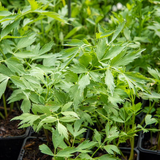 Lavas - BIO - Bakker