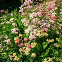 Duizendblad Achillea millefolium Summer Pastels FMix - Achillea millefolium summer pastels f2 - Bakker