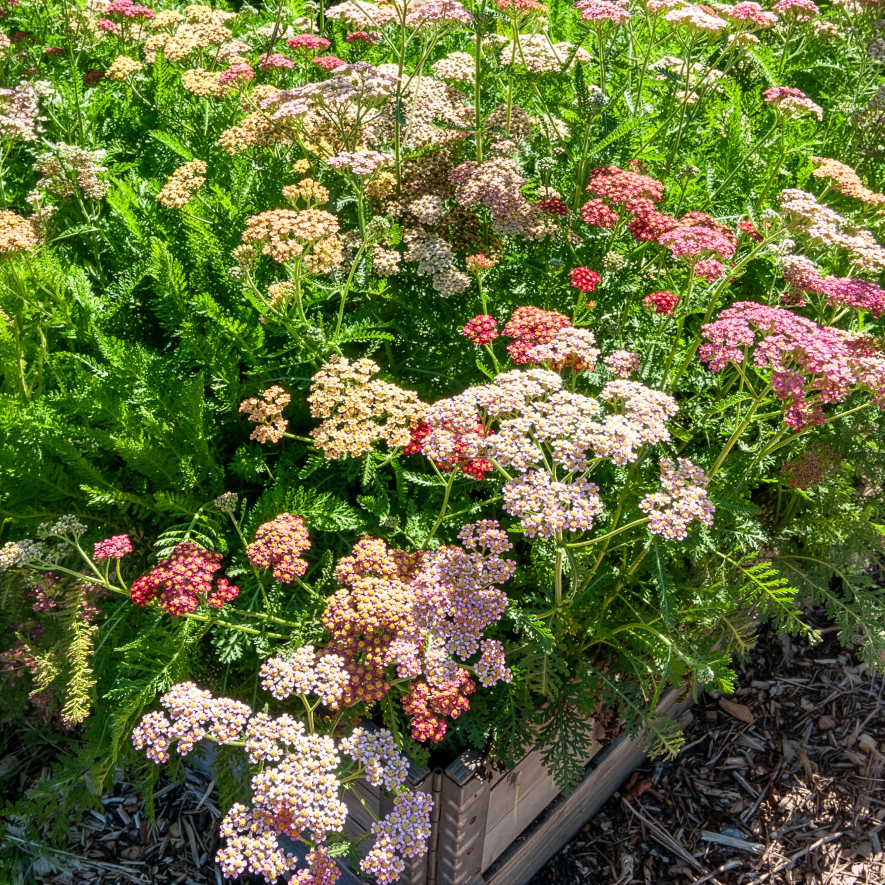 Duizendblad Achillea millefolium Summer Pastels FMix - Bakker