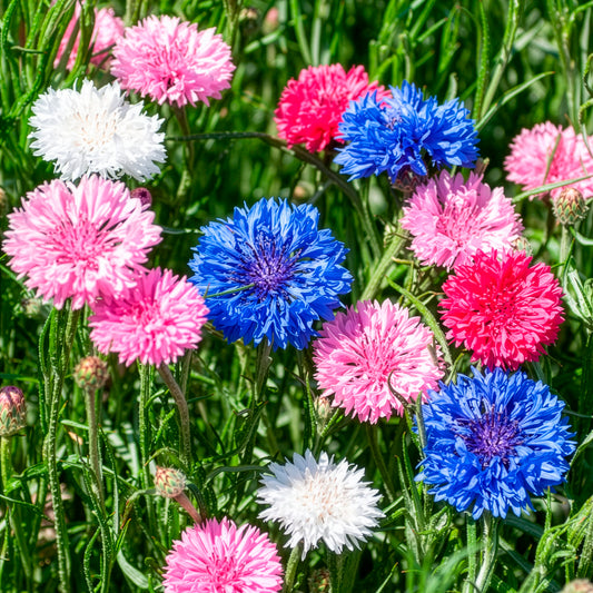 Dubbelbloemige korenbloem Mix