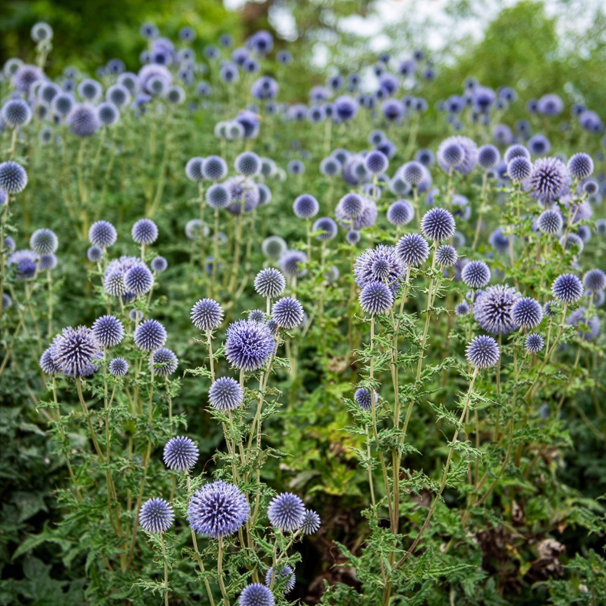 Kogeldistel 'Boule Azurée' - Echinops ritro - Bakker