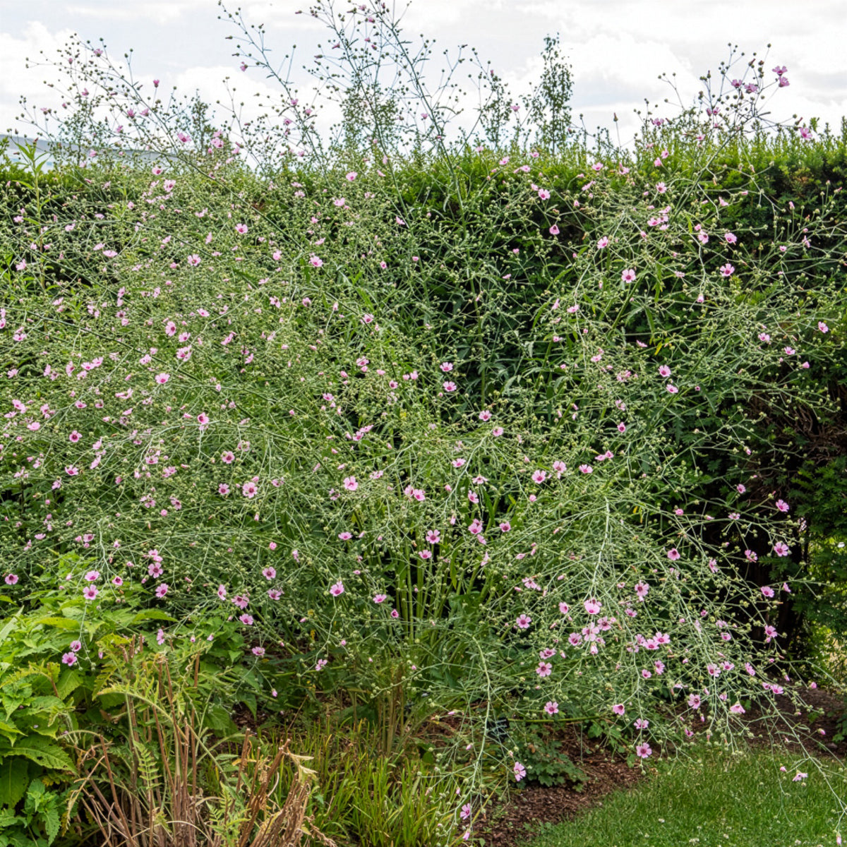 Hennepbladstokroos - Althaea cannabina - Bakker