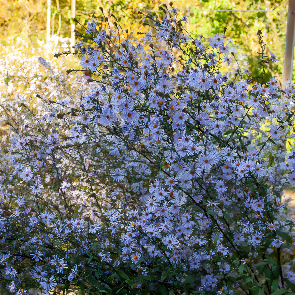 Gladde Aster - Bakker