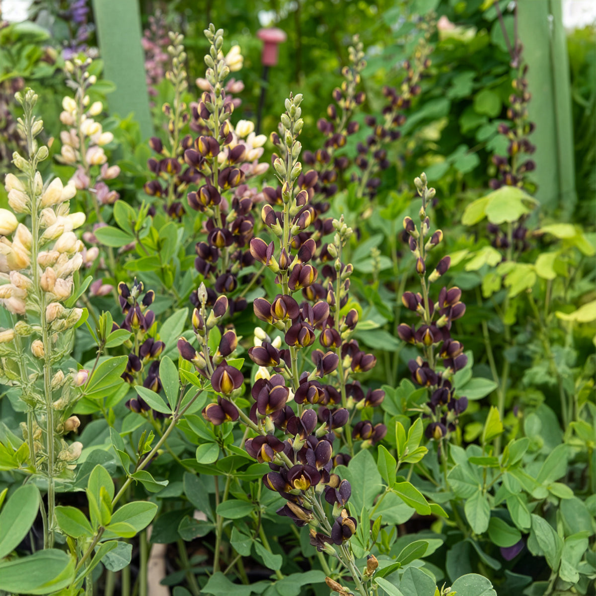 Valse indigo Dark Chocolate - Bakker