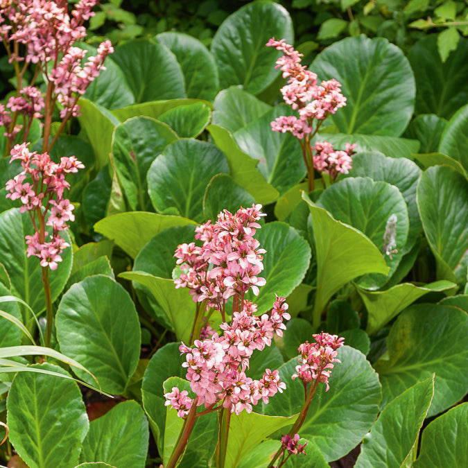 Bergenia