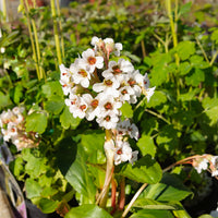 Bergenia Silberlicht - Schoenlappersplant Silberlicht - 