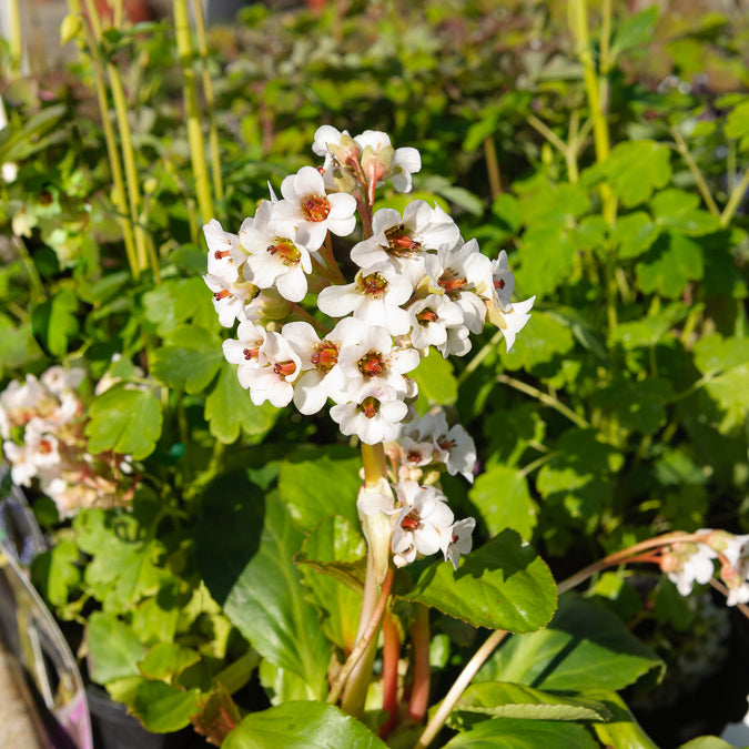 Bergenia Silberlicht - Schoenlappersplant Silberlicht - Bergenia