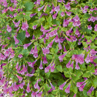Bergsteentijm Thé de l'Aubrac - Calamintha grandiflora - Bakker