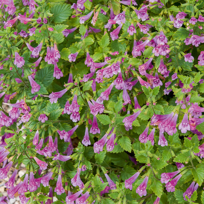 Bergsteentijm Thé de l'Aubrac - Calamintha grandiflora - Bakker