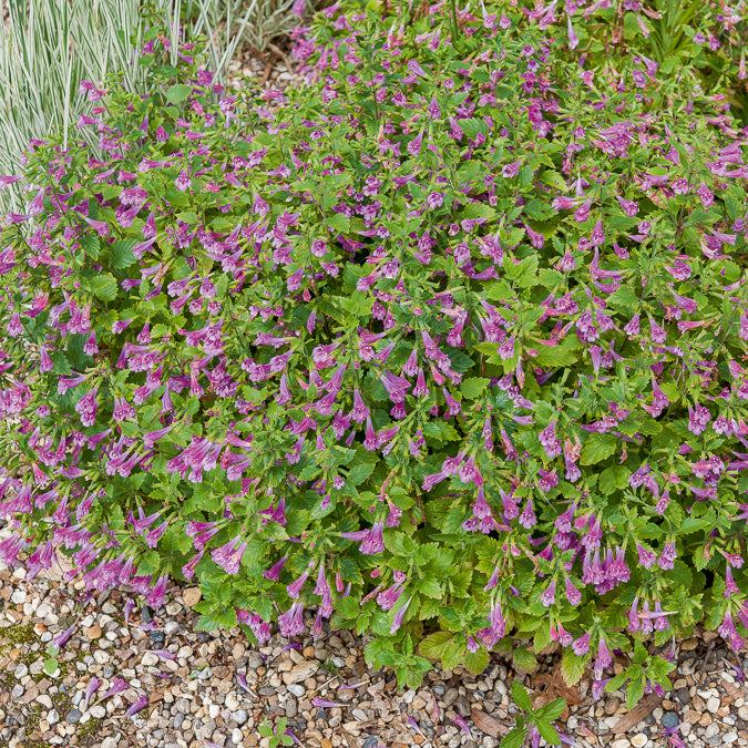 Calamintha grandiflora - Grootbloemige bergsteentijm