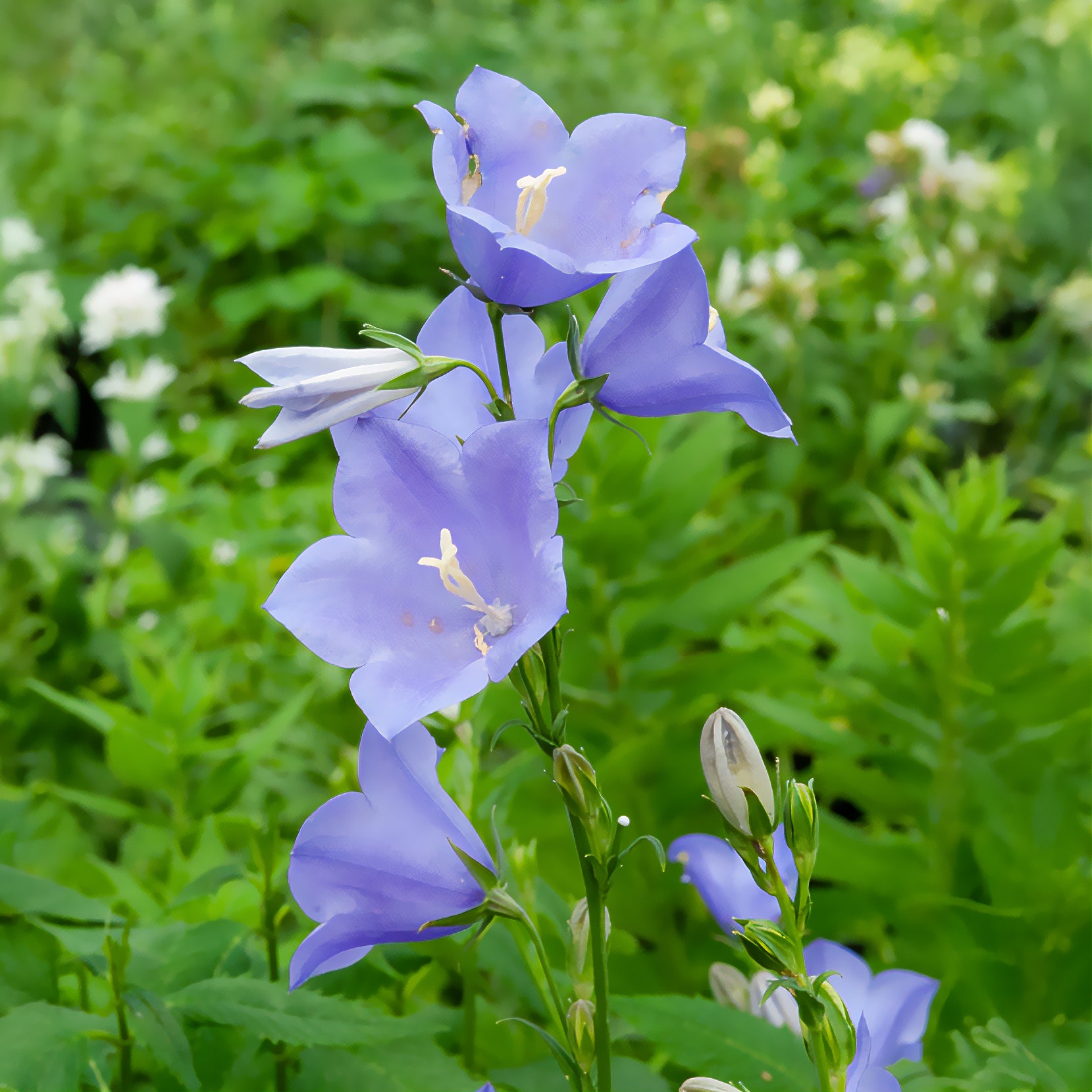 Prachtklokje - Campanula persicifolia - Bakker
