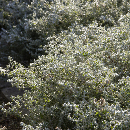 Viltige hoornbloem 'Yo Yo' - Bakker
