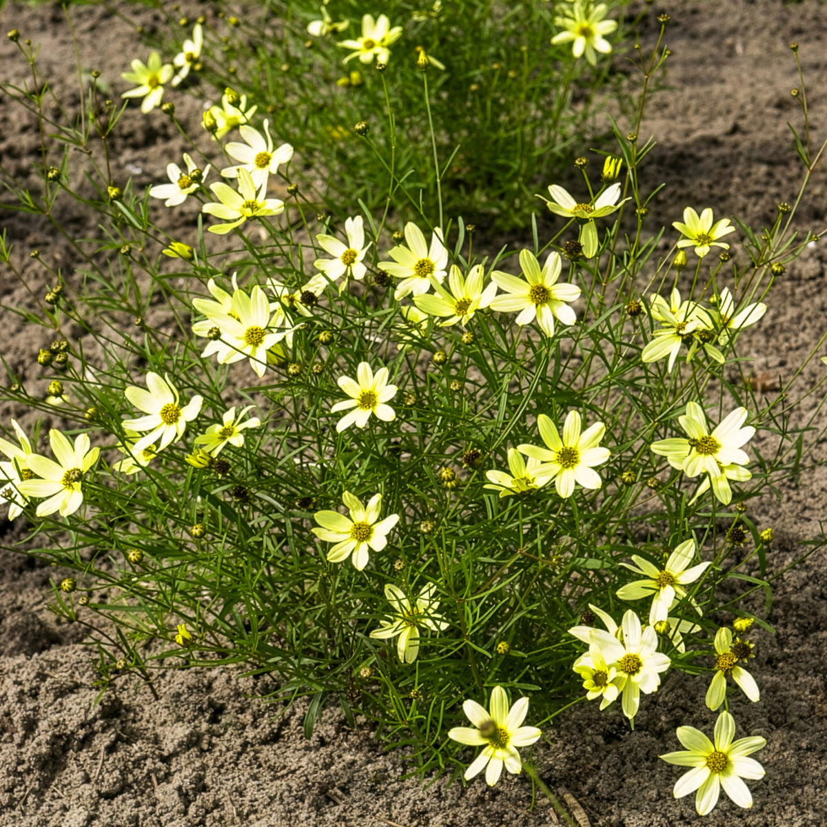 Meisjesogen - Meisjesogen Moonbeam - Coreopsis verticillata Moonbeam
