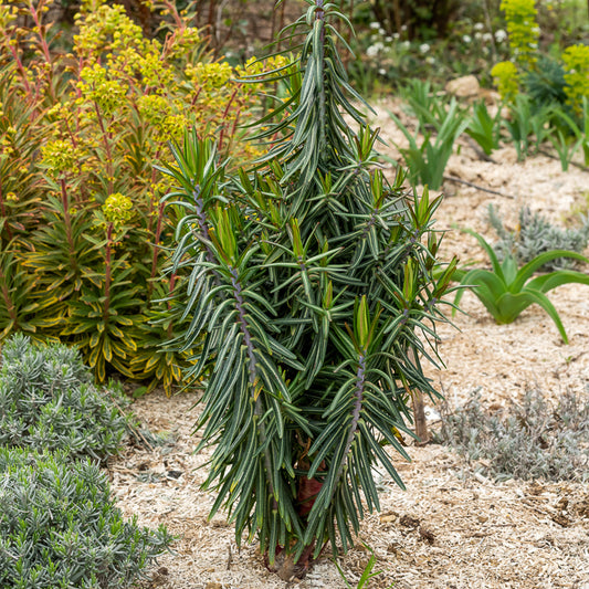 Kruisbladige wolfsmelk - Bakker