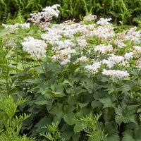 Knolspirea - Filipendula ulmaria - Bakker