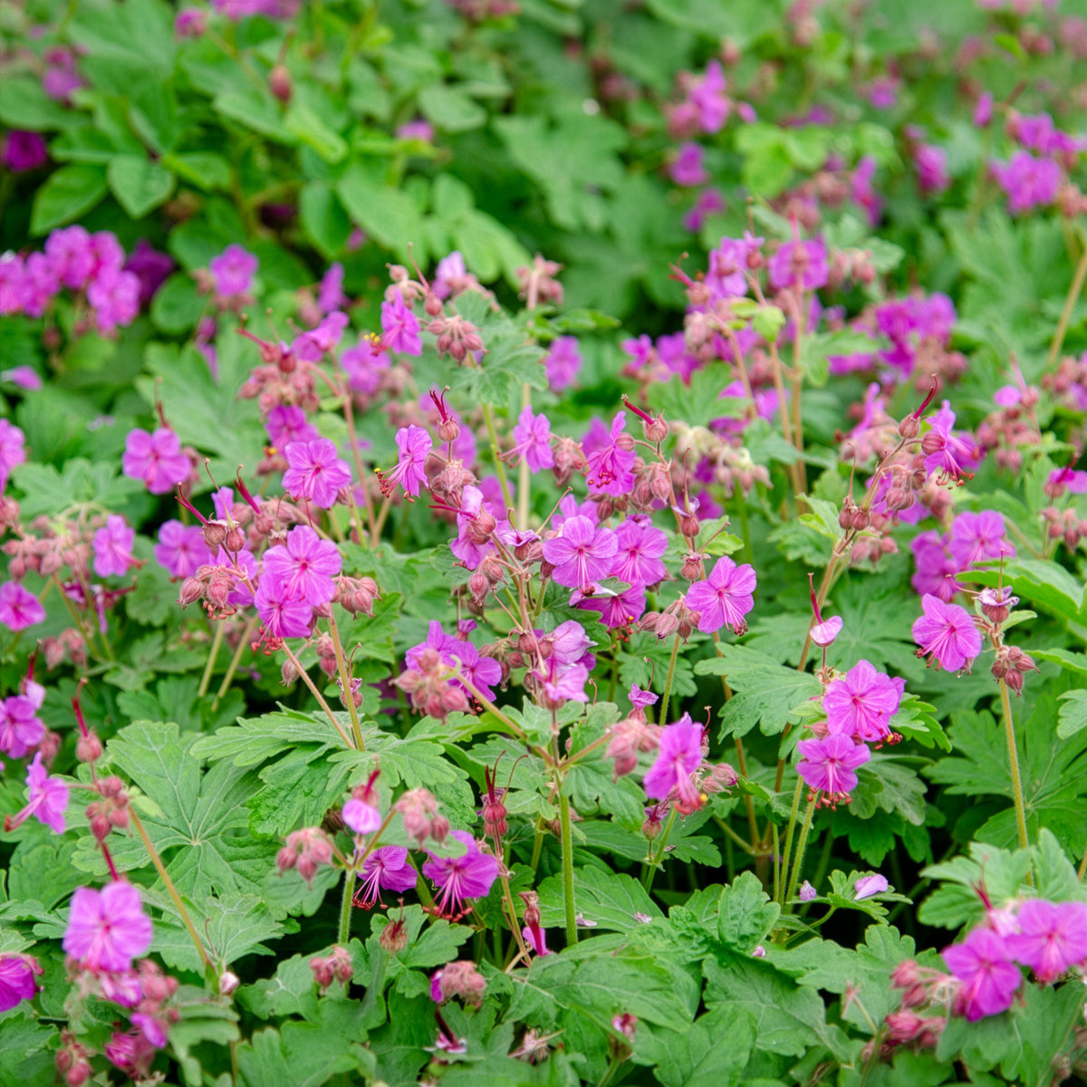 Verkoop Rotsooievaarsbek - Geraniums