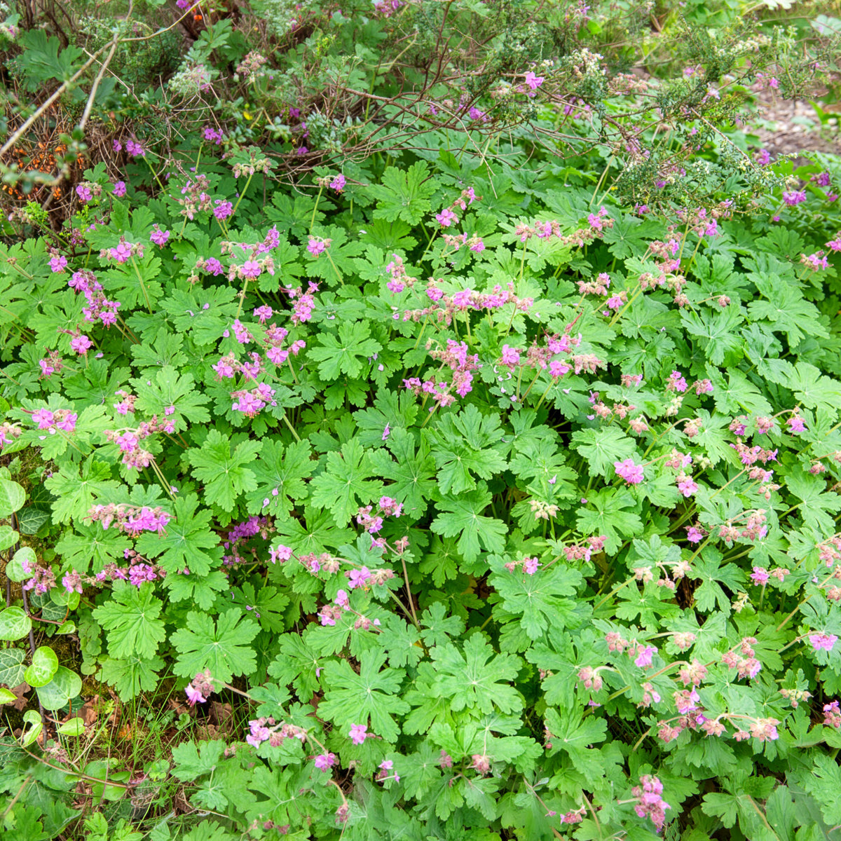 Rotsooievaarsbek - Geraniums - Bakker