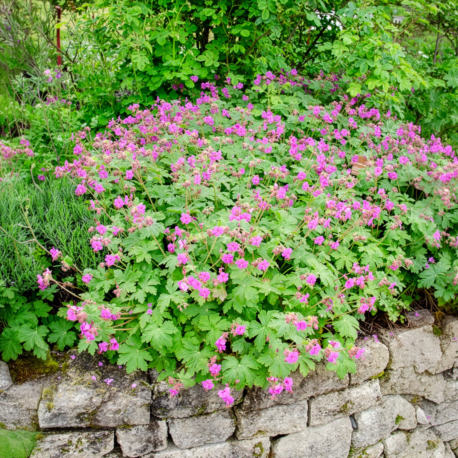 Verkoop Rotsooievaarsbek - Geranium macrorrhizum