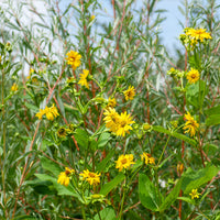 Zonnebloem 'Capenoch Star' - Bakker