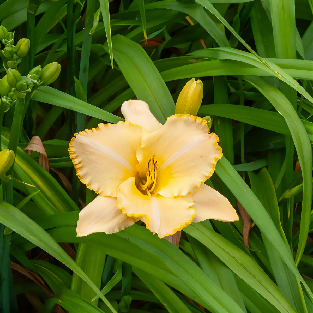 Daglelie Serena Sunburst Lys d'un jour - Bakker