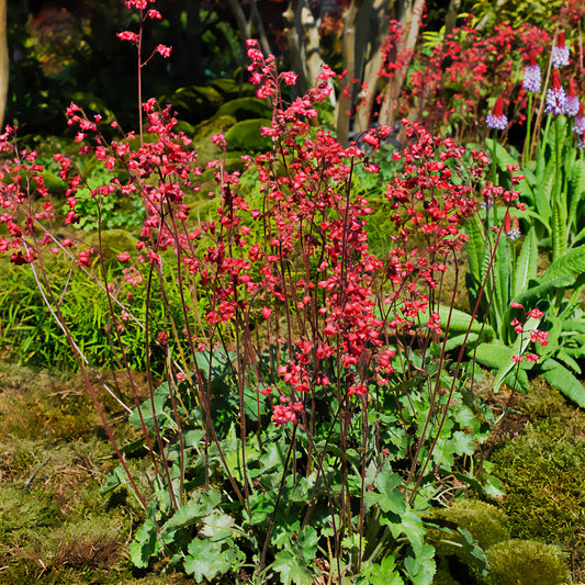 Purperklokje 'Pluie de Feu' - Bakker