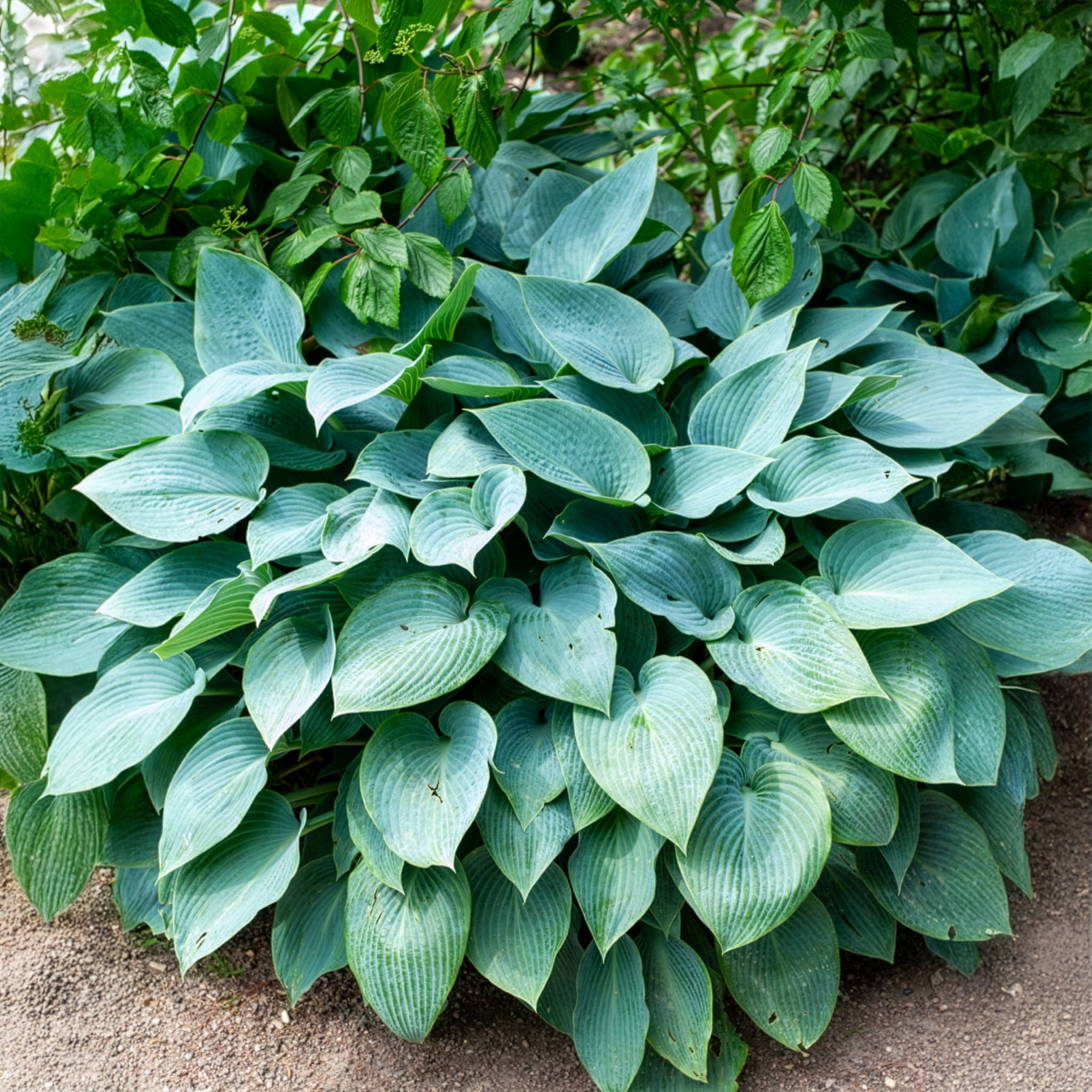 Hartlelie Halcyon - Hosta Halcyon - Bakker