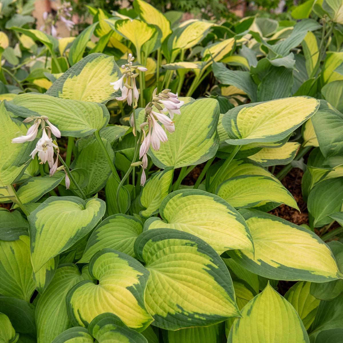 Hartlelie Paul's Glory Funkia - Hosta hybride pauls glory - Bakker