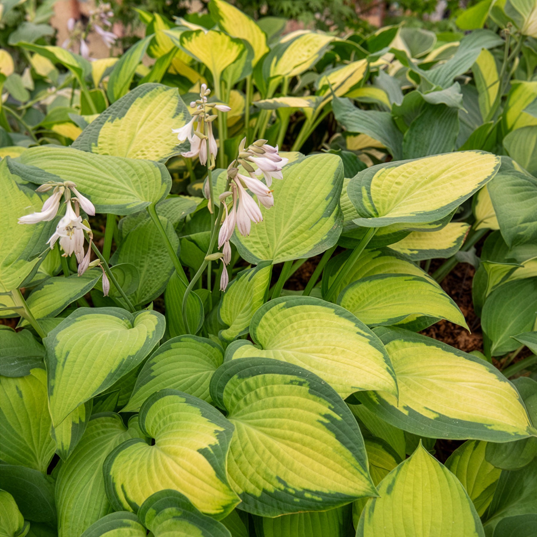 Hartlelie Paul's Glory Funkia - Hosta hybride pauls glory - Bakker