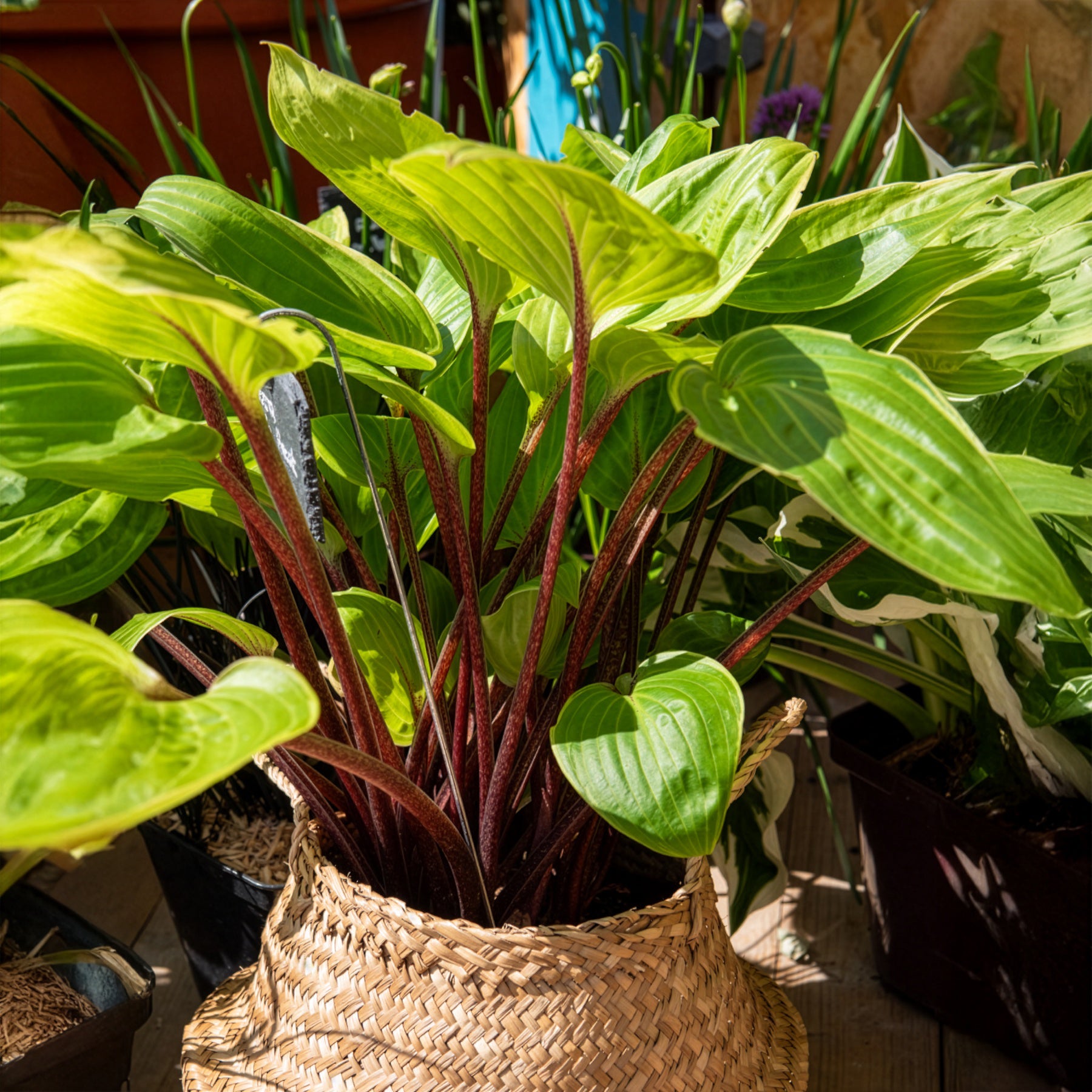 Hartlelie Purple Heart - Bakker