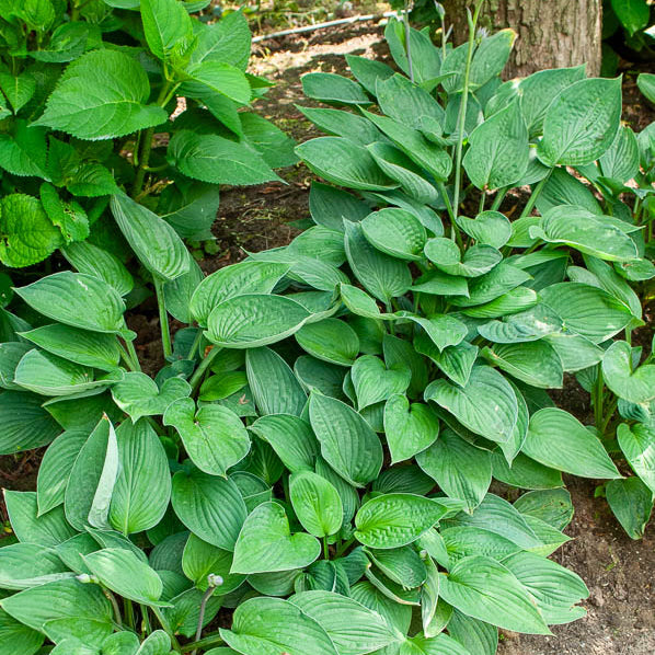 Hartlelie Elegans Funkia sieboldiana - Bakker