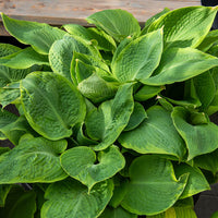 Hartlelie Frances Williams à marge jaune - Hosta sieboldiana frances williams - Bakker