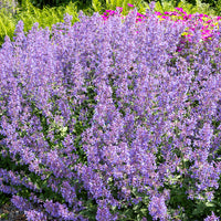 Nepeta novanepjun Junior Walker - Kattekruid Junior Walker - Vaste planten