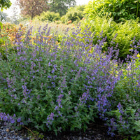 Vaste planten - Kattekruid Junior Walker - Nepeta novanepjun Junior Walker