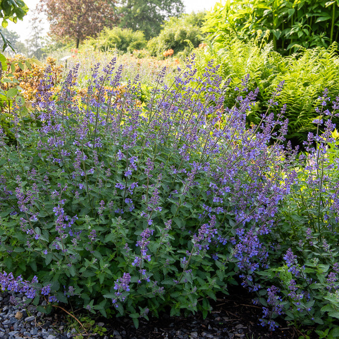 Nepeta - Kattekruid Junior Walker - Nepeta faassenii Junior Walker