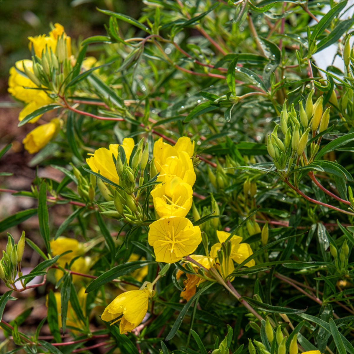 Bloeiende vaste planten - Teunisbloem African Sun - Oenothera African Sun