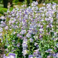 Penstemon Alice Hindley - Slangenkop Alice Hindley - Penstemon