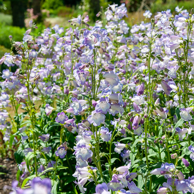 Penstemon Alice Hindley - Slangenkop Alice Hindley - Penstemon