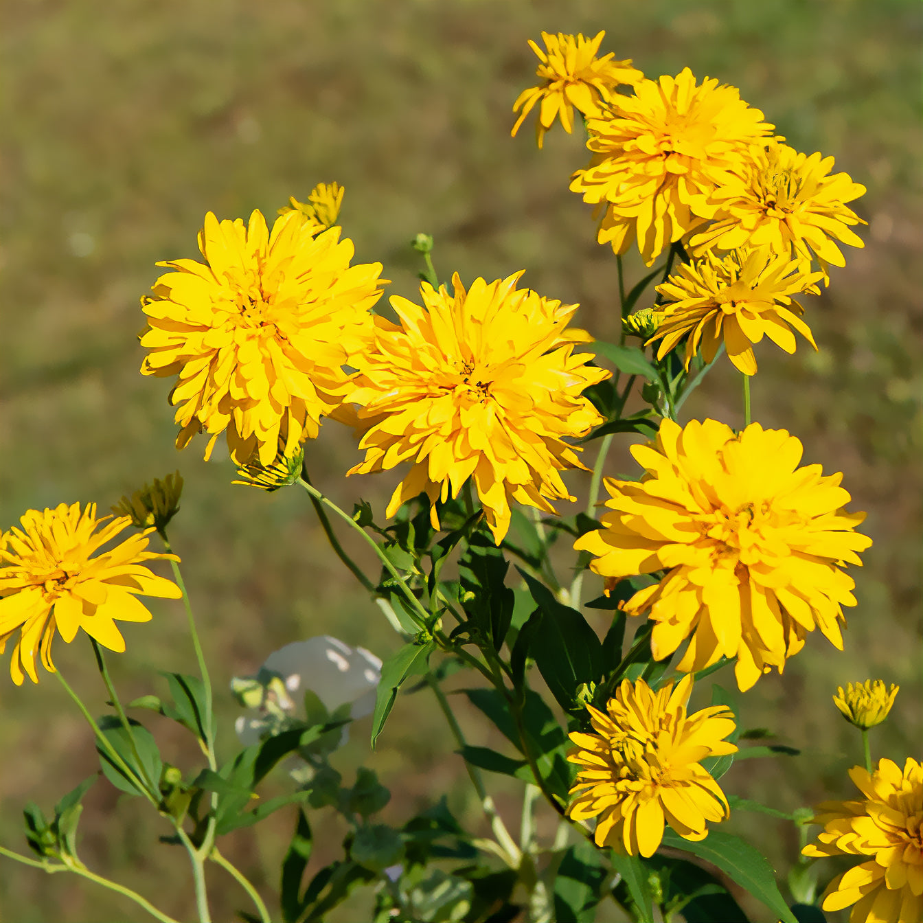 Rudbeckia laciniata goldquelle - Slipbladige Zonnehoed - Rudbeckia